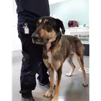Foto dell\'animale cane - Matr. 2020/0730 - Microchip 380260043707636