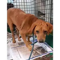 Foto dell\'animale cane - Matr. 2020/0732 - Microchip 380260043709967