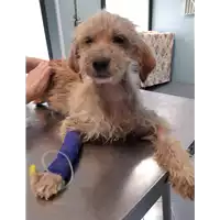 Foto dell\'animale cane - Matr. 2020/0735 - Microchip 380260043707492