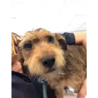 Foto dell\'animale cane - Matr. 2020/0736 - Microchip 380260044280577