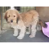 Foto dell\'animale cane - Matr. 2020/0737 - Microchip 380260044279860