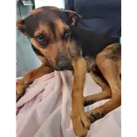 Foto dell\'animale cane - Matr. 2020/0739 - Microchip 380260043708181