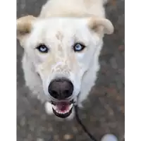 Foto dell\'animale cane - Matr. 2013/1306 - Microchip 380260000960580