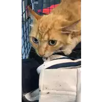 Foto dell\'animale gatto - Matr. 2020/0744 - Microchip 380260044281231