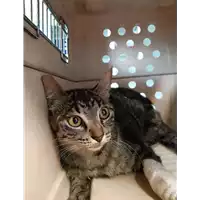 Foto dell\'animale gatto - Matr. 2020/0742 - Microchip 380260044281353