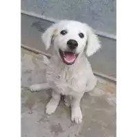 Foto dell\'animale cane - Matr. 2020/0748 - Microchip 380260044281229