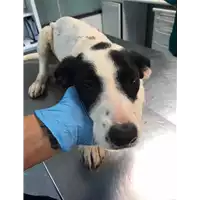 Foto dell\'animale cane - Matr. 2020/0747 - Microchip 380260044278441