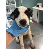 Foto dell\'animale cane - Matr. 2020/0746 - Microchip 380260044279217