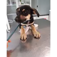 Foto dell\'animale cane - Matr. 2020/0745 - Microchip 380260044281083