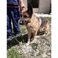 Foto dell\'animale cane - Matr. 2020/0750 - Microchip 380260044281137