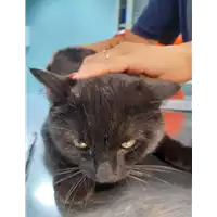 Foto dell\'animale gatto - Matr. 2020/0751 - Microchip 380260044281180