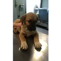 Foto dell\'animale cane - Matr. 2020/0758 - Microchip 380260044281323
