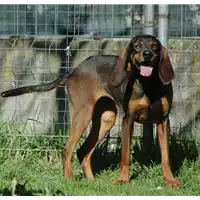 Foto dell\'animale cane - Matr. 2015/1831 - Microchip 380260042537292