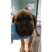 Foto dell\'animale cane - Matr. 2020/0757 - Microchip 380260044280672