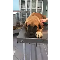Foto dell\'animale cane - Matr. 2020/0755 - Microchip 380260044280755