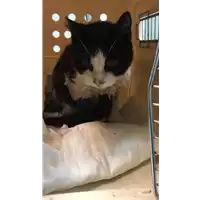 Foto dell\'animale gatto - Matr. 2020/0759 - Microchip 380260044280657