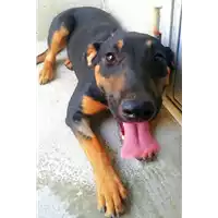 Foto dell\'animale cane - Matr. 2020/0763 - Microchip 380260043854473