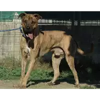 Foto dell\'animale cane - Matr. 2015/1857 - Microchip 380260042538230