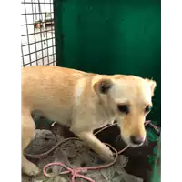 cane - Matr. 2020/0767 - Microchip 380260043854549