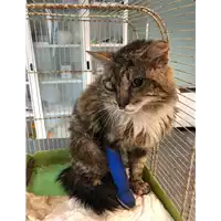Foto dell\'animale gatto - Matr. 2020/0769 - Microchip 380260043854555
