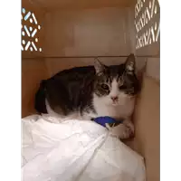 Foto dell\'animale gatto - Matr. 2020/0770 - Microchip 380260043853882