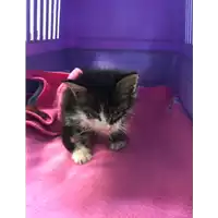 Foto dell\'animale gatto - Matr. 2020/0771 - Microchip 380260043708227