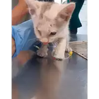 Foto dell\'animale gatto - Matr. 2020/0774 - Microchip 380260043854070