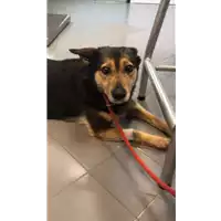 Foto dell\'animale cane - Matr. 2014/0291 - Microchip 380260002177952