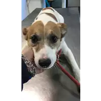 Foto dell\'animale cane - Matr. 2020/0037 - Microchip 380260043854199