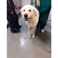 Foto dell\'animale cane - Matr. 2020/0782 - Microchip 380260043854321
