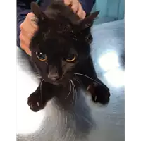 Foto dell\'animale gatto - Matr. 2020/0785 - Microchip 380260044278728