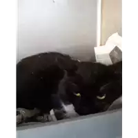 Foto dell\'animale gatto - Matr. 2020/0789 - Microchip 380260043706707