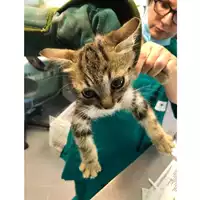 Foto dell\'animale gatto - Matr. 2020/0792 - Microchip 380260044280266