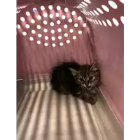 Foto dell\'animale gatto - Matr. 2020/0794 - Microchip 380260044281045