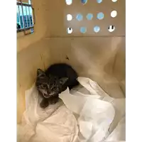 Foto dell\'animale gatto - Matr. 2020/0795 - Microchip 380260044280710