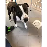 Foto dell\'animale cane - Matr. 2020/0797 - Microchip 380260160009904