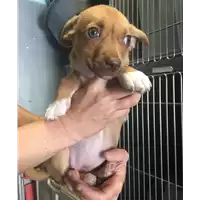 cane - Matr. 2017/0444 - Microchip 380260043148470