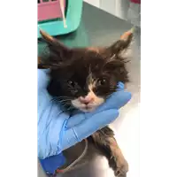 Foto dell\'animale gatto - Matr. 2020/0798 - Microchip 380260044281429