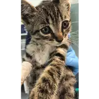 Foto dell\'animale gatto - Matr. 2020/0799 - Microchip 380260044280886