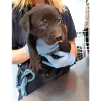 Foto dell\'animale cane - Matr. 2020/0809 - Microchip 380260043709886