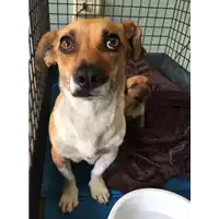 Foto dell\'animale cane - Matr. 2017/0441 - Microchip 380260043147550