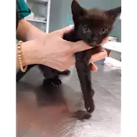 Foto dell\'animale gatto - Matr. 2020/0802 - Microchip 380260043708145