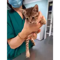 Foto dell\'animale gatto - Matr. 2020/0801 - Microchip 380260043708009