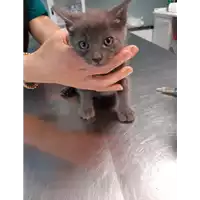 Foto dell\'animale gatto - Matr. 2020/0800 - Microchip 380260043707857