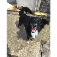Foto dell\'animale cane - Matr. 2020/0804 - Microchip 380260044280533