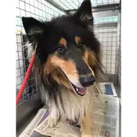 Foto dell\'animale cane - Matr. 2012/2315 - Microchip 380260040126809