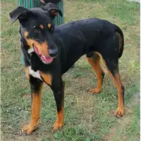 Foto dell\'animale cane - Matr. 2017/0402 - Microchip 380260043148425