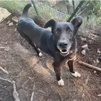 Foto dell\'animale cane - Matr. 2020/0103 - Microchip 380260043853842