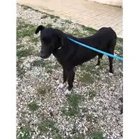 Foto dell\'animale cane - Matr. 2020/0103 - Microchip 380260043853842