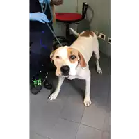 Foto dell\'animale cane - Matr. 2020/0445 - Microchip 380260160029178